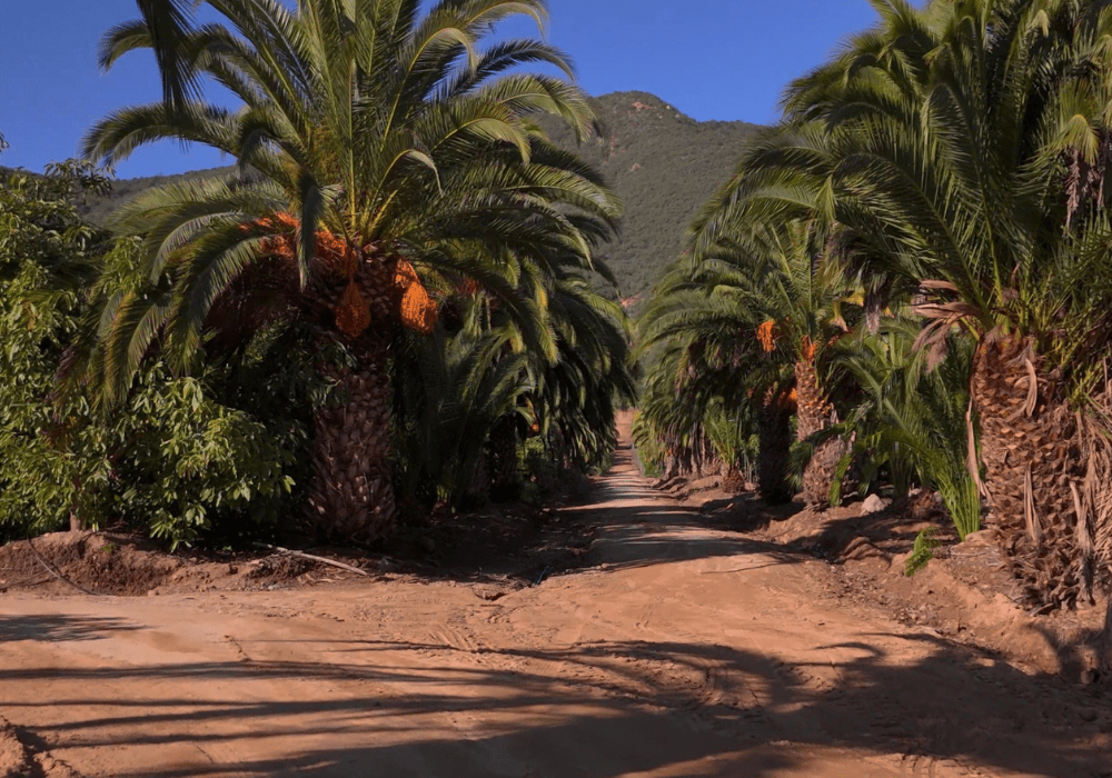 Entrada parcelación