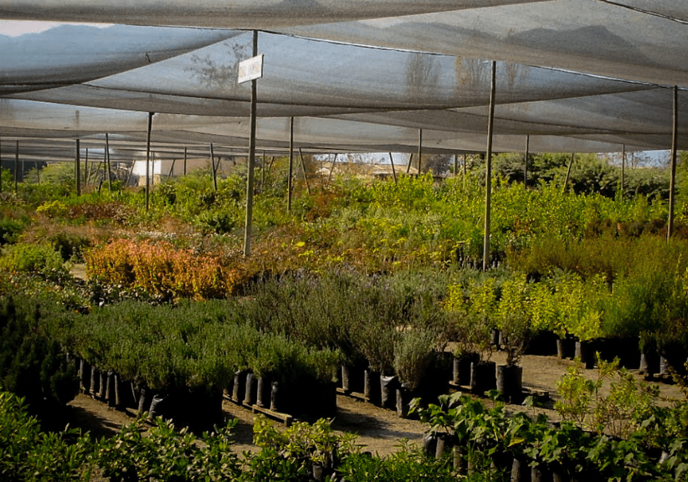 Vivero Agromultiflorales