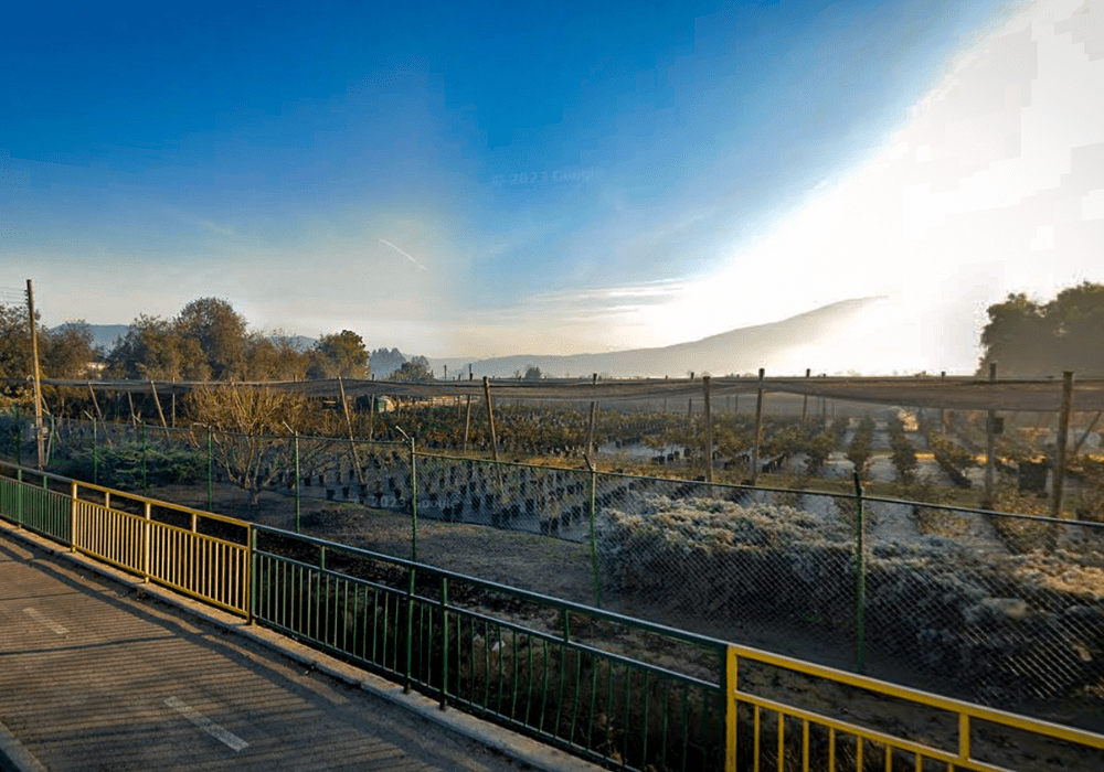 Zona de viveros frutales y ornamentales